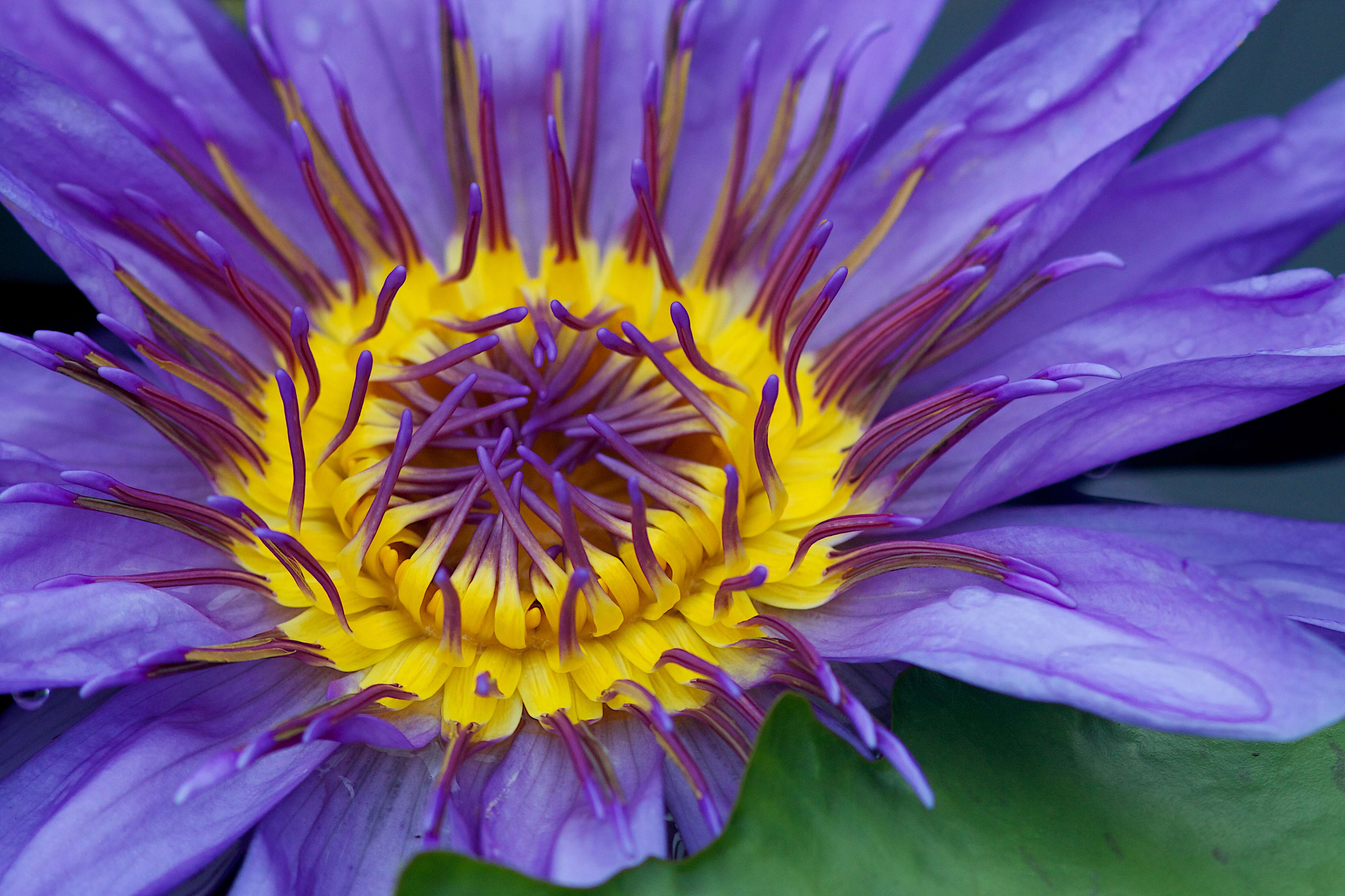 Image of Cape Blue Water-Lily