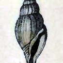 Image of Bactrocythara candeana (d'Orbigny 1847)