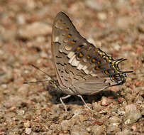 Imagem de Charaxes solon Fabricius 1793