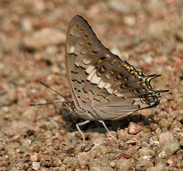 Imagem de Charaxes solon Fabricius 1793