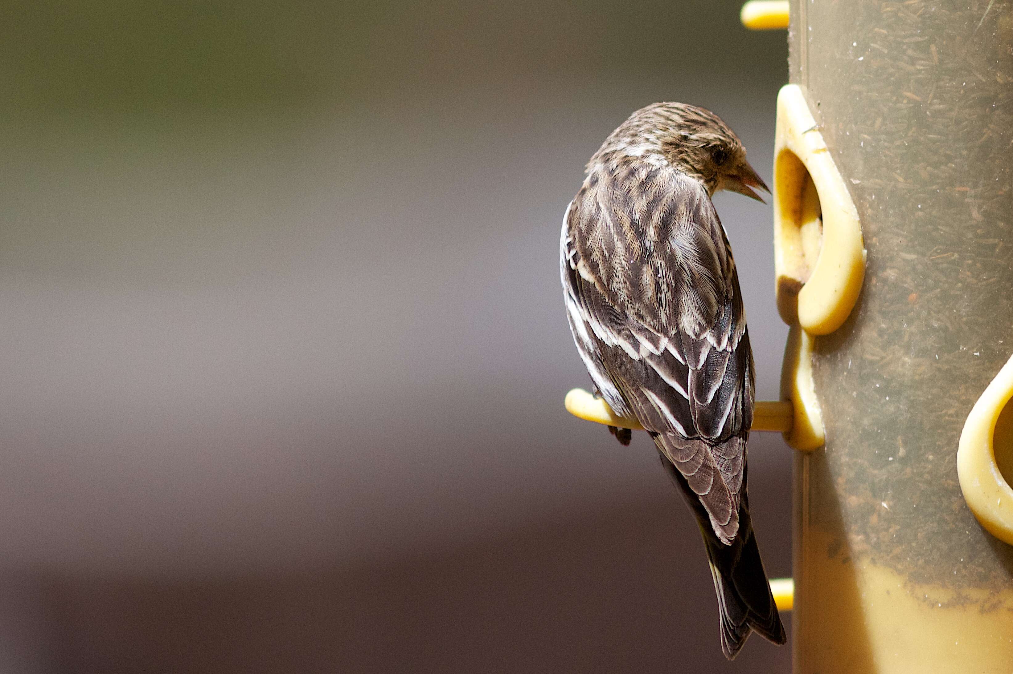 Image of Pine Siskin