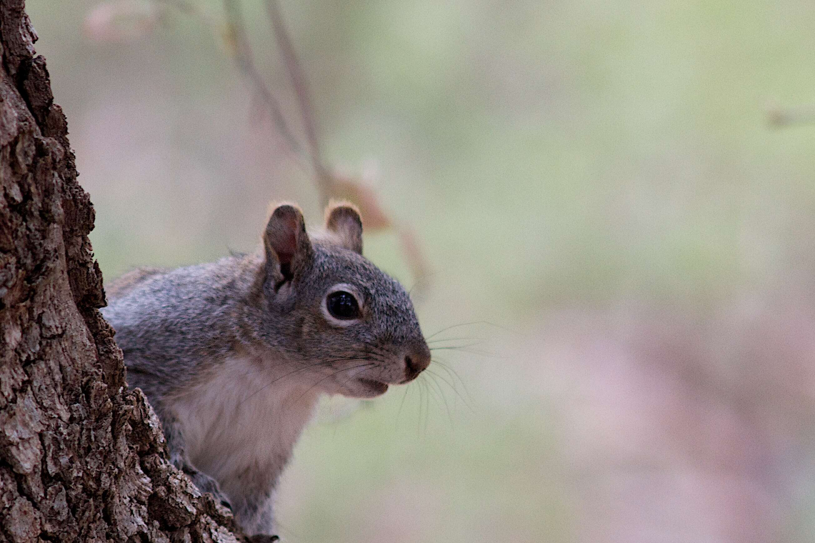 Image of Sciurus subgen. Sciurus Linnaeus 1758