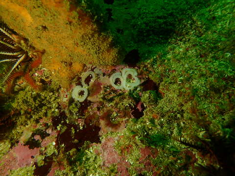 Image of Fiery nudibranch