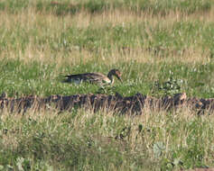 Image of Taiga Bean Goose