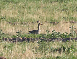 Image of Taiga Bean Goose