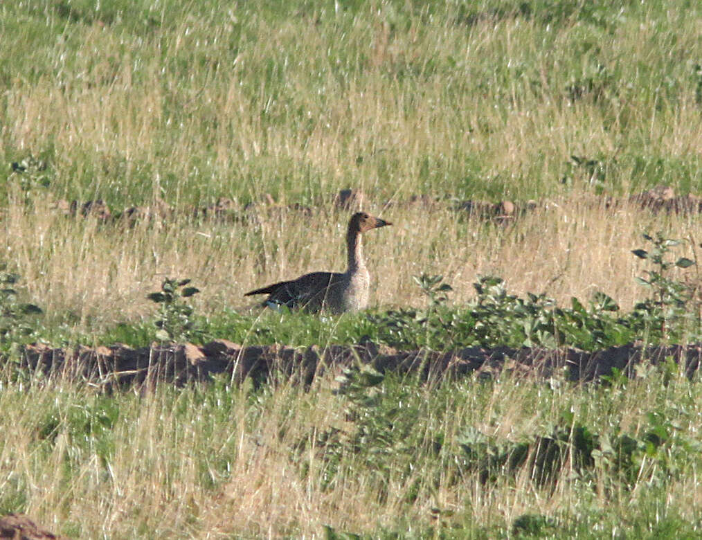 Image of Taiga Bean Goose