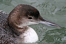 Image of loons