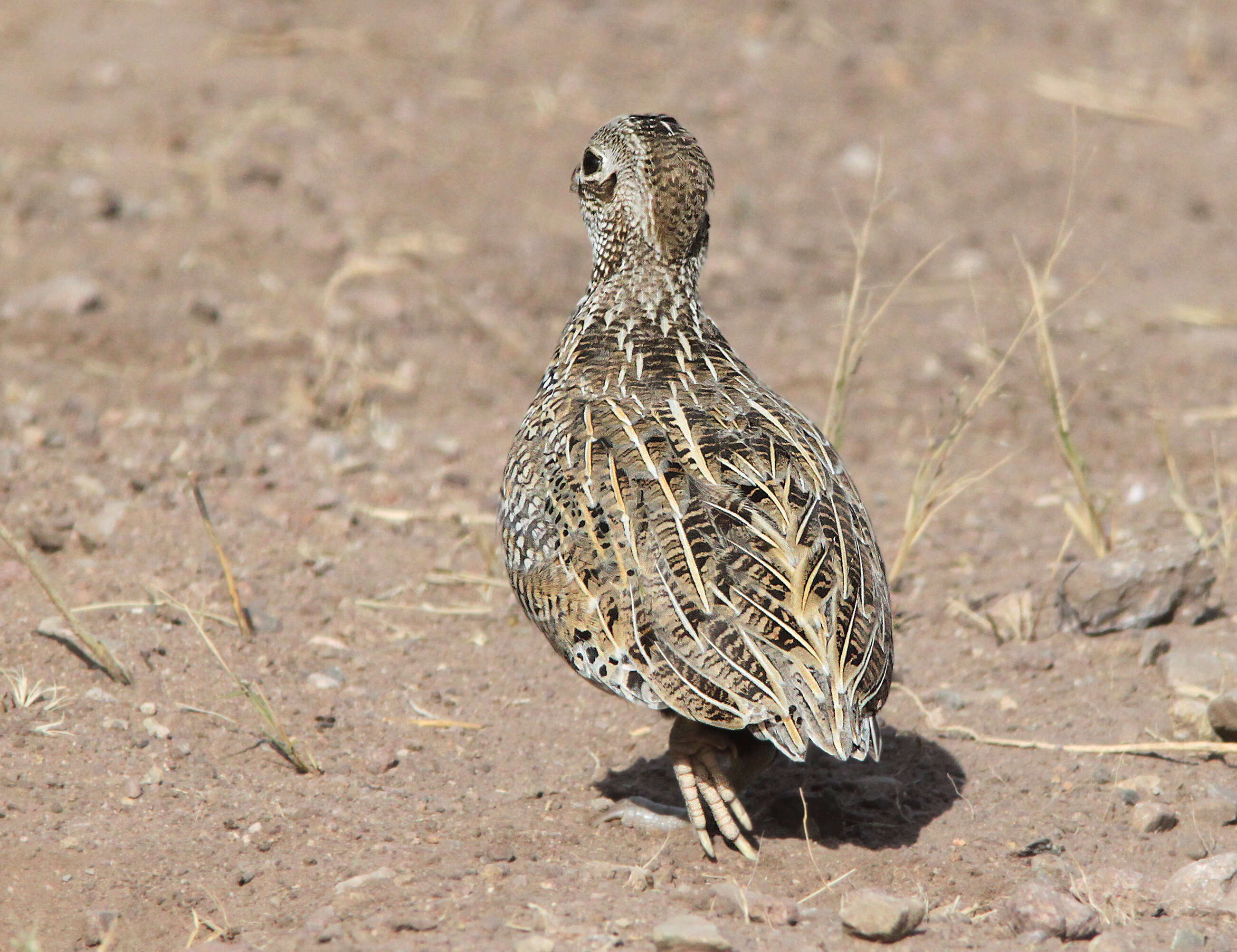 Image of Cyrtonyx Gould 1844