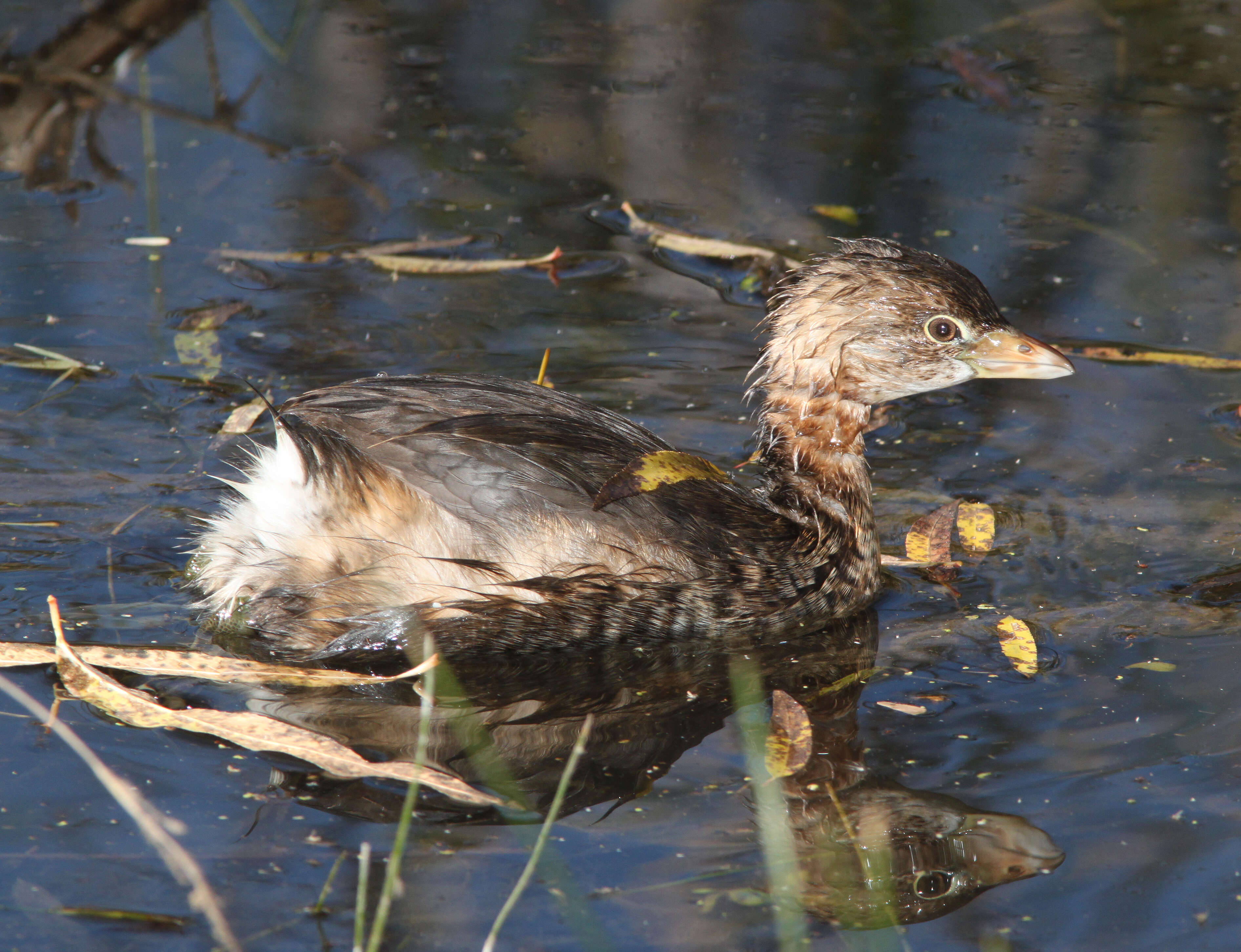 Image of Pied-billed Grebe