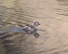 Image of Least Grebe