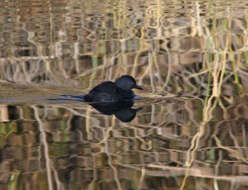 Imagem de Tachybaptus dominicus (Linnaeus 1766)