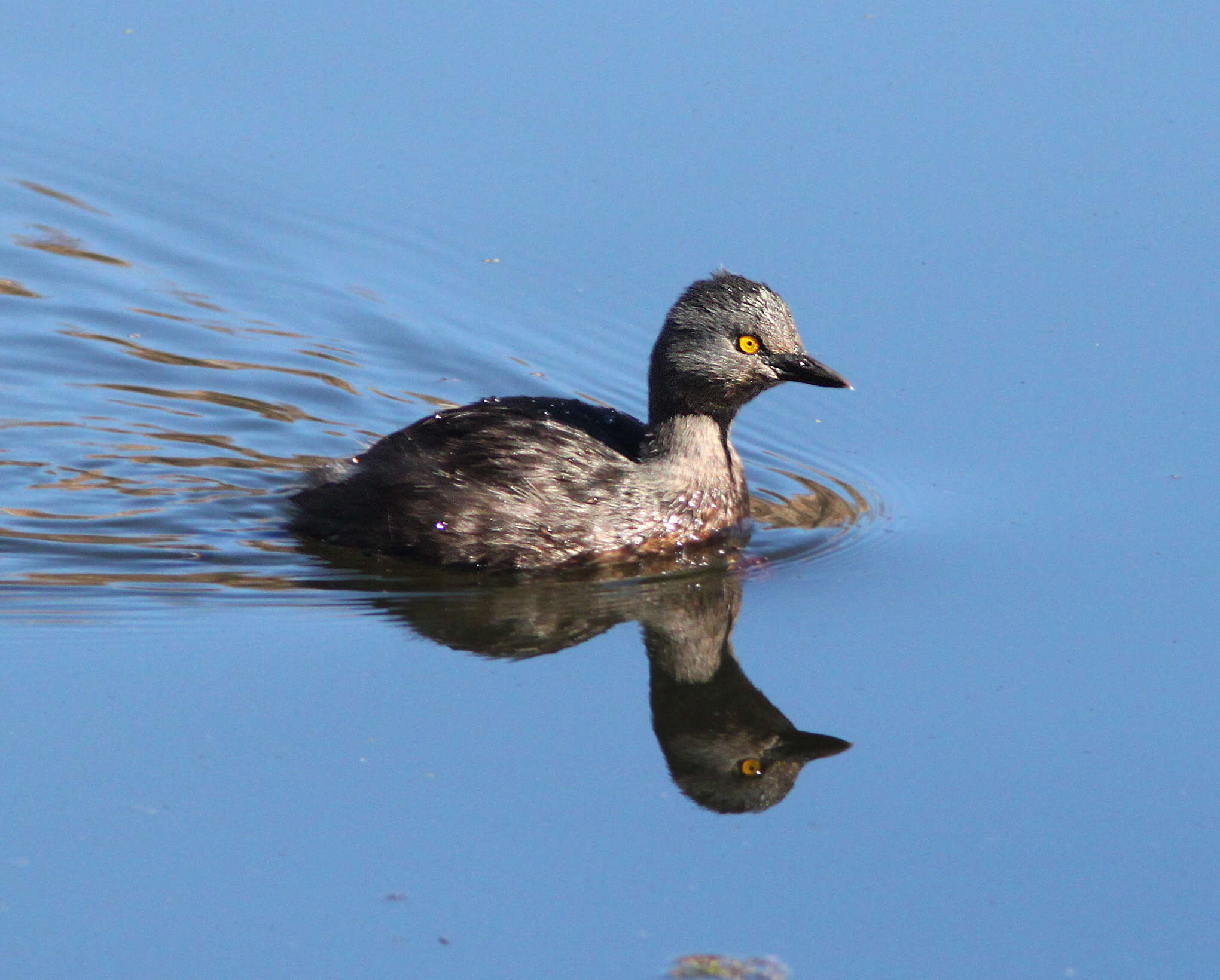 Image of Least Grebe