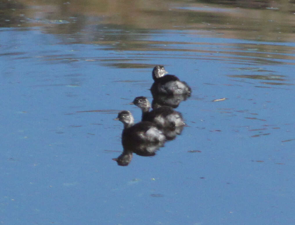 Image of Least Grebe