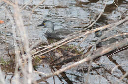 Image of Least Grebe