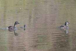 Image of Least Grebe