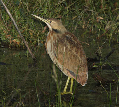 Image of American Bittern