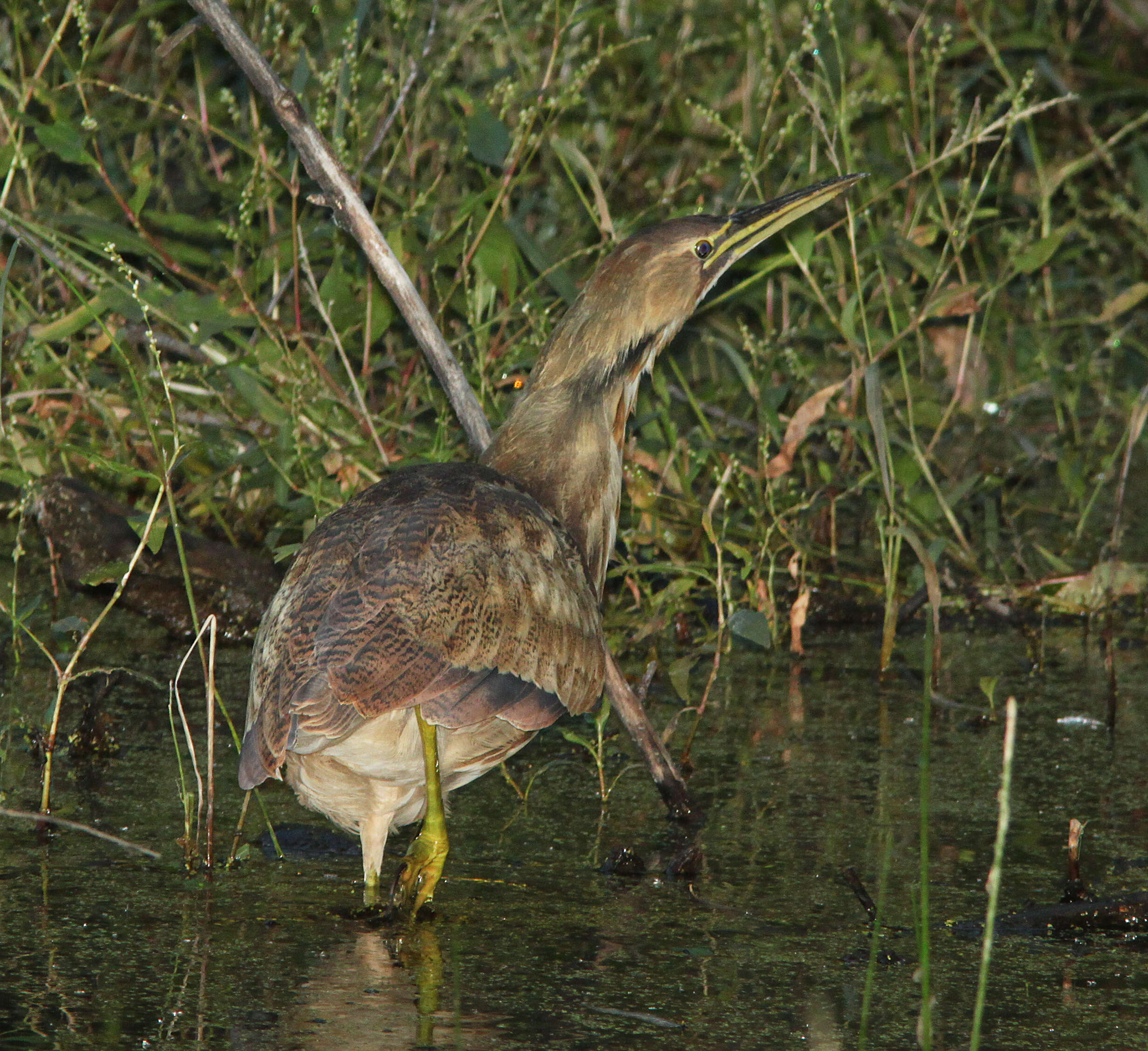 Image of American Bittern