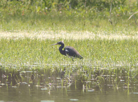 Image de Aigrette tricolore