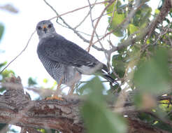 Image of Gray Hawk