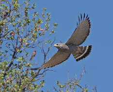 Image of Gray Hawk