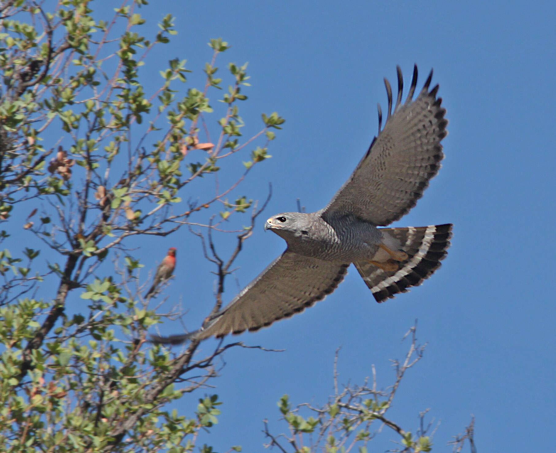 Image of Gray Hawk