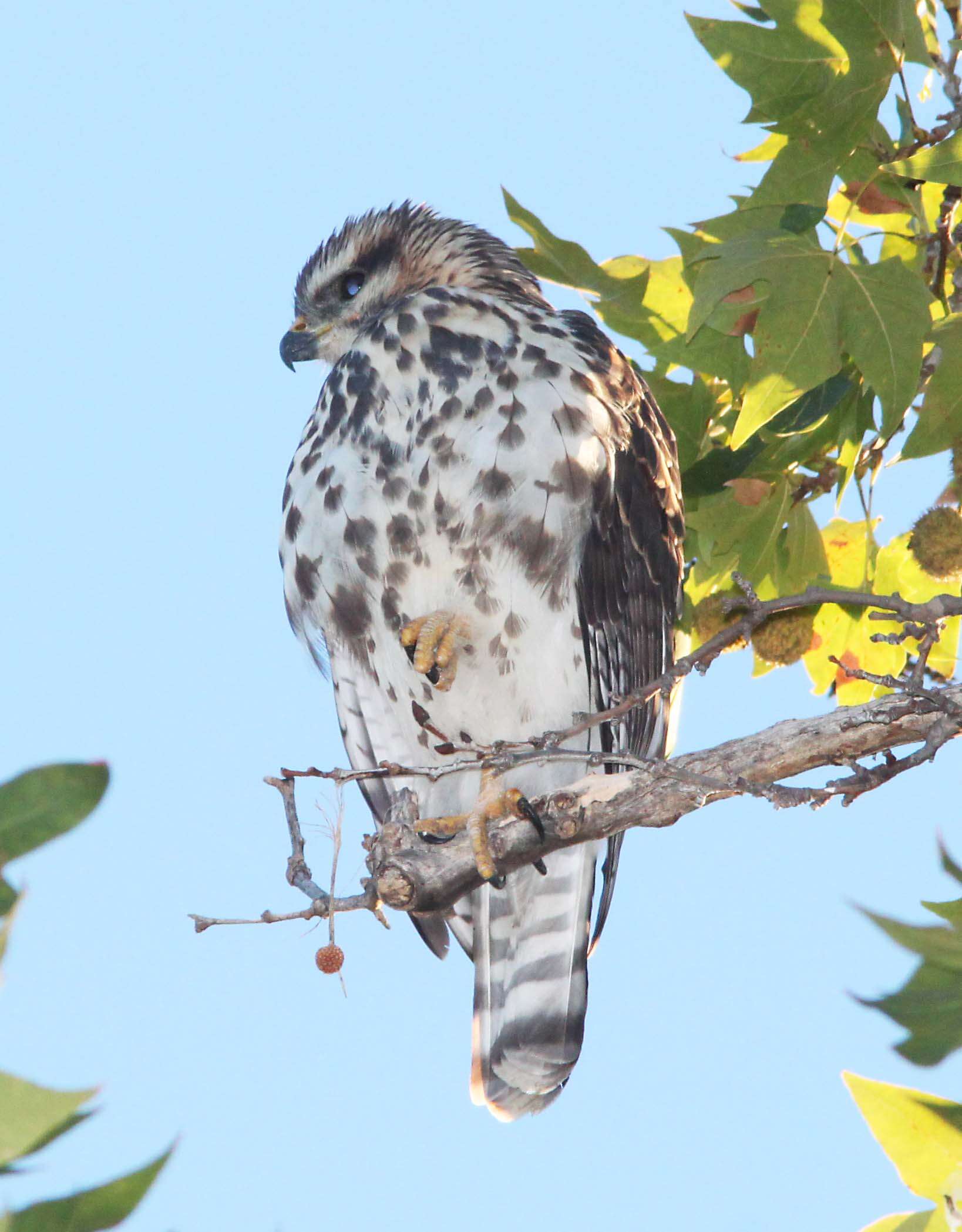 Image of Gray Hawk