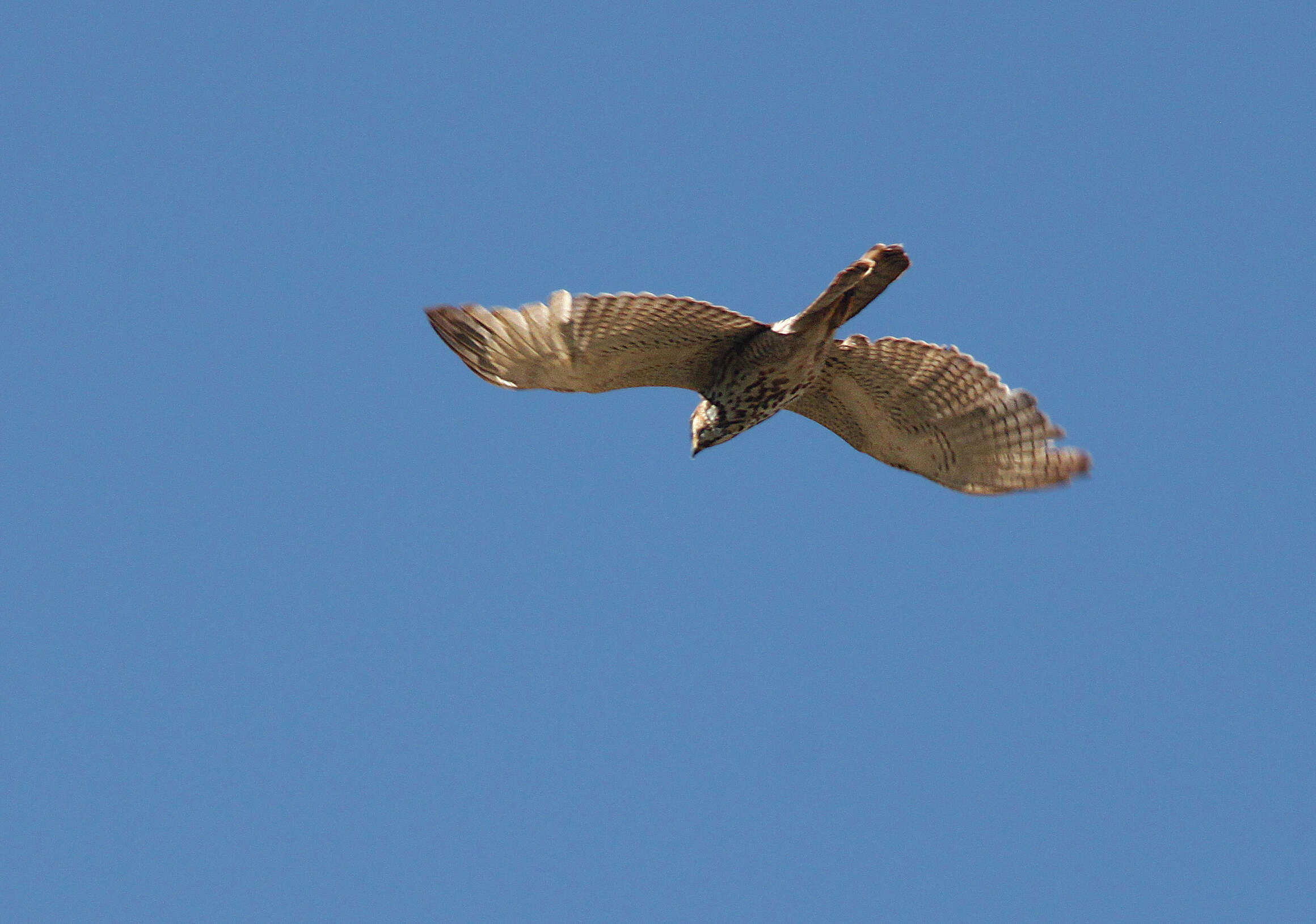 Image of Gray Hawk