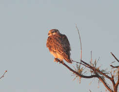 Image of Prairie Falcon