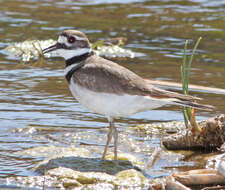 Image of Killdeer