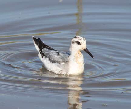 Image of Grey (Red) Phalarope