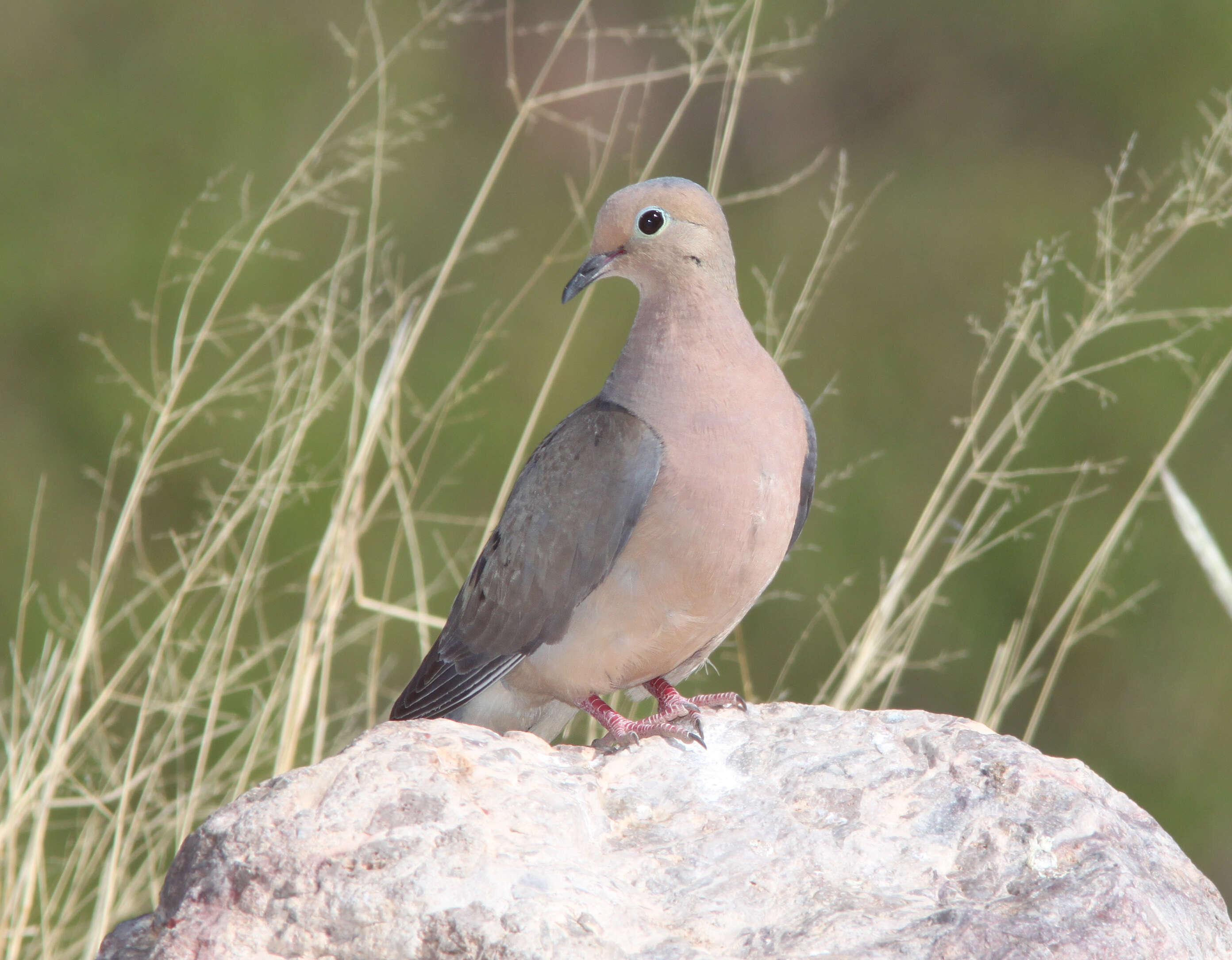 Image of American Mourning Dove