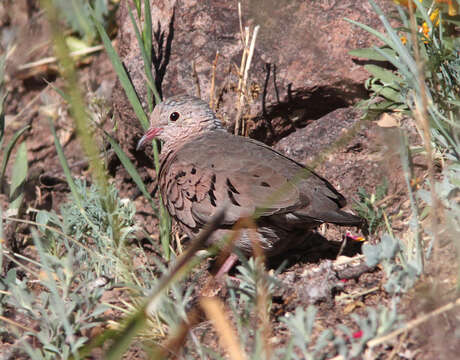 Image of Common Ground Dove