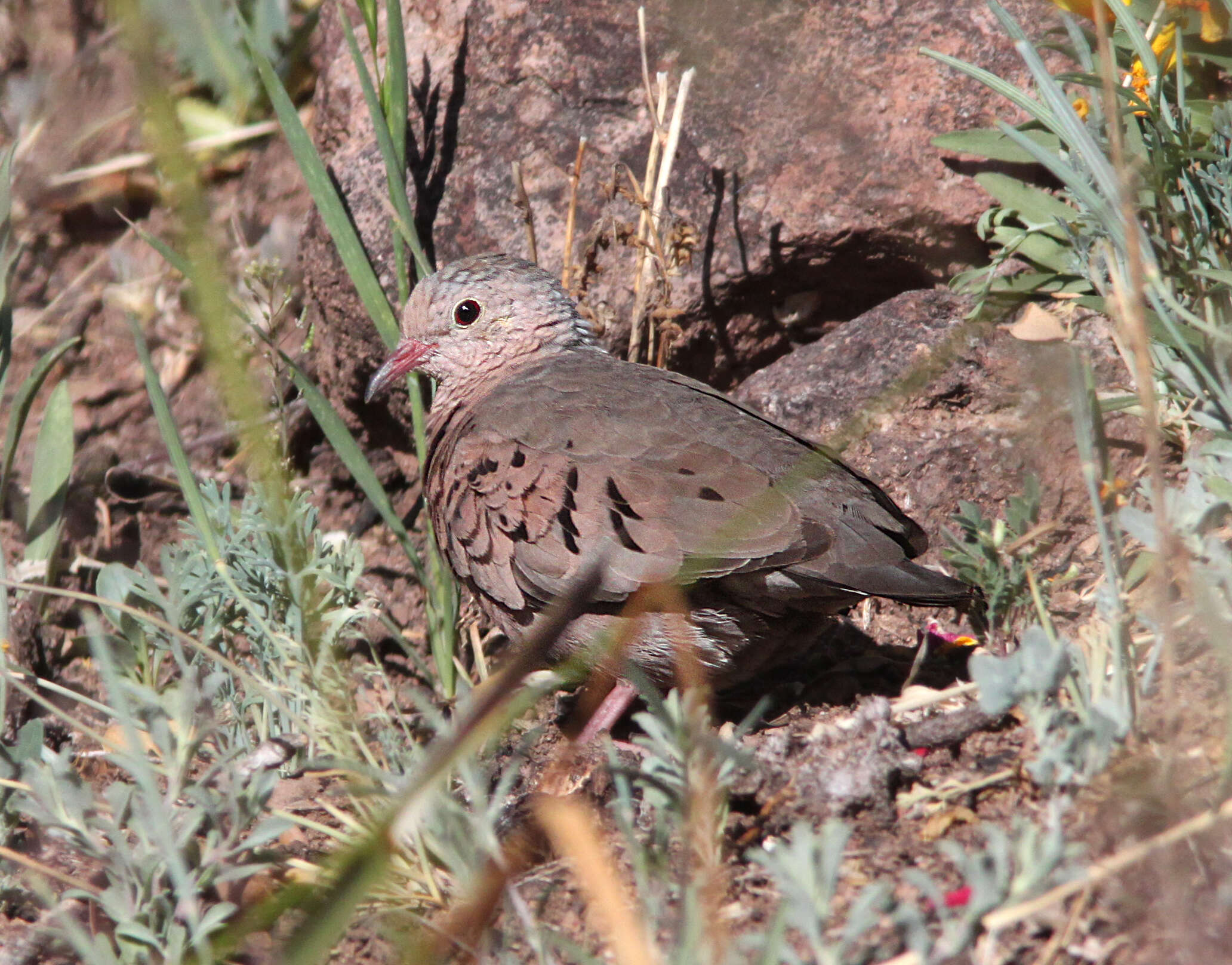 Image of Common Ground Dove