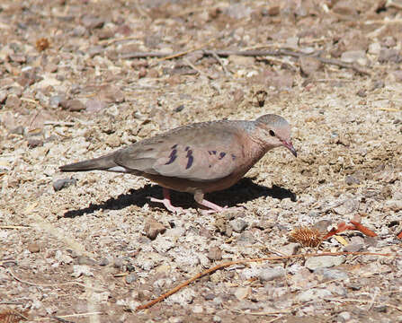 Image of Common Ground Dove