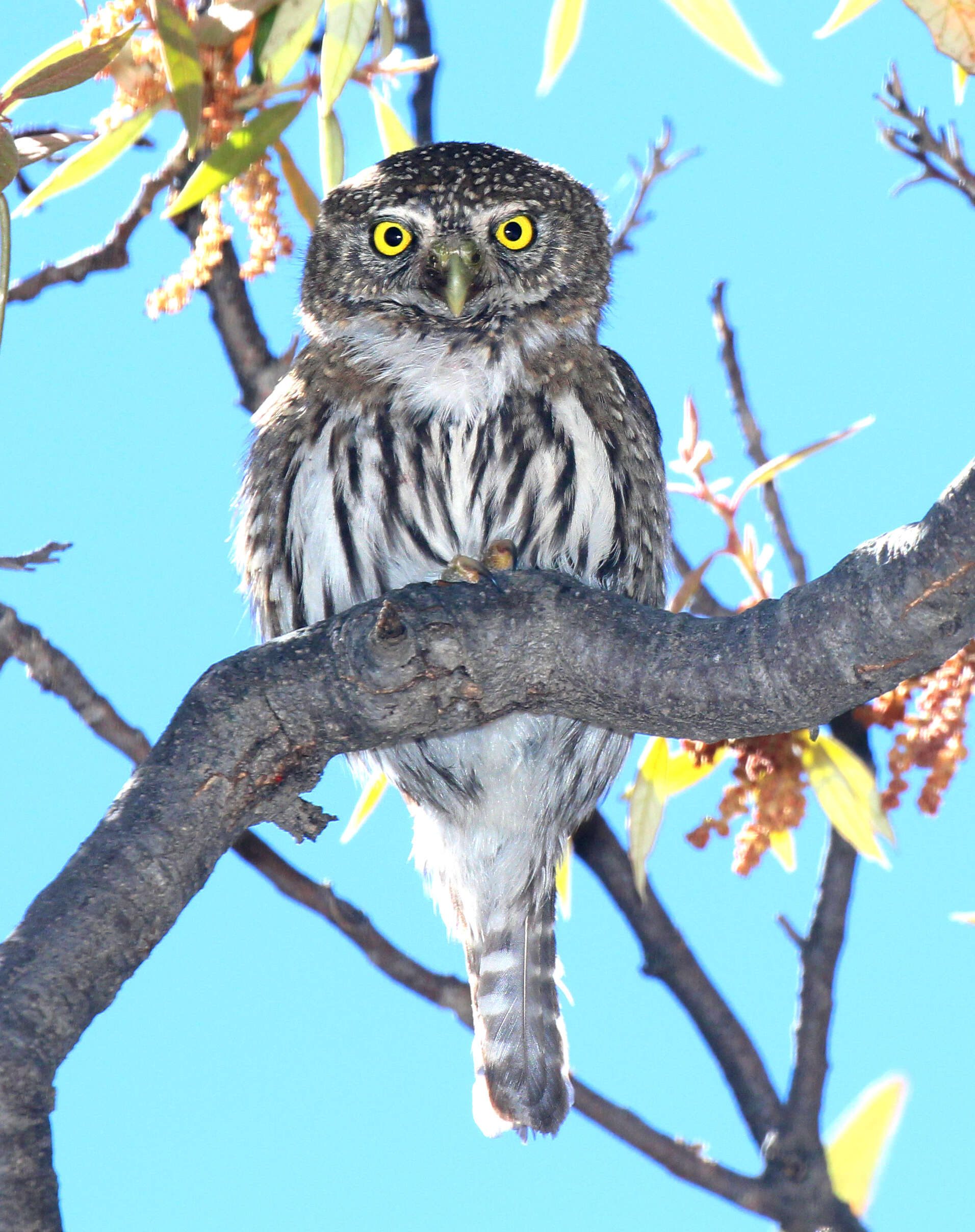 Image of Northern Pygmy Owl