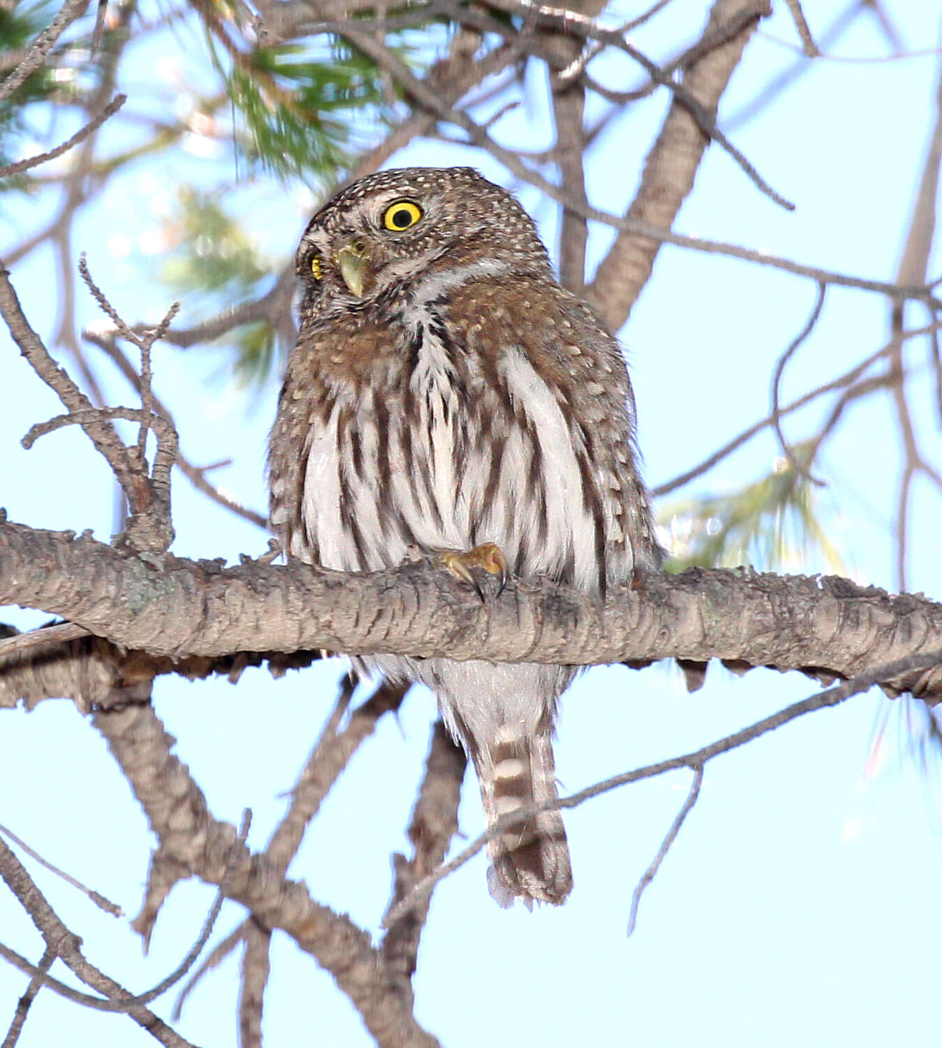 Image of Northern Pygmy Owl