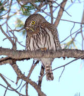 Image of Northern Pygmy Owl