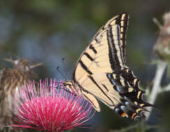 Sivun Papilio multicaudatus kuva