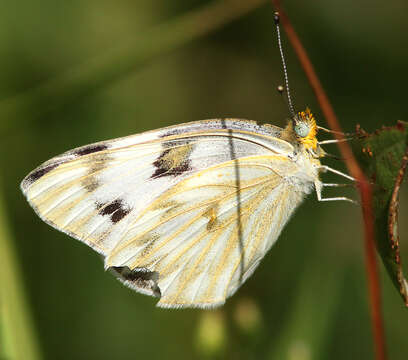 Image of Checkered White