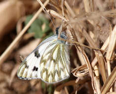 Image of Spring White