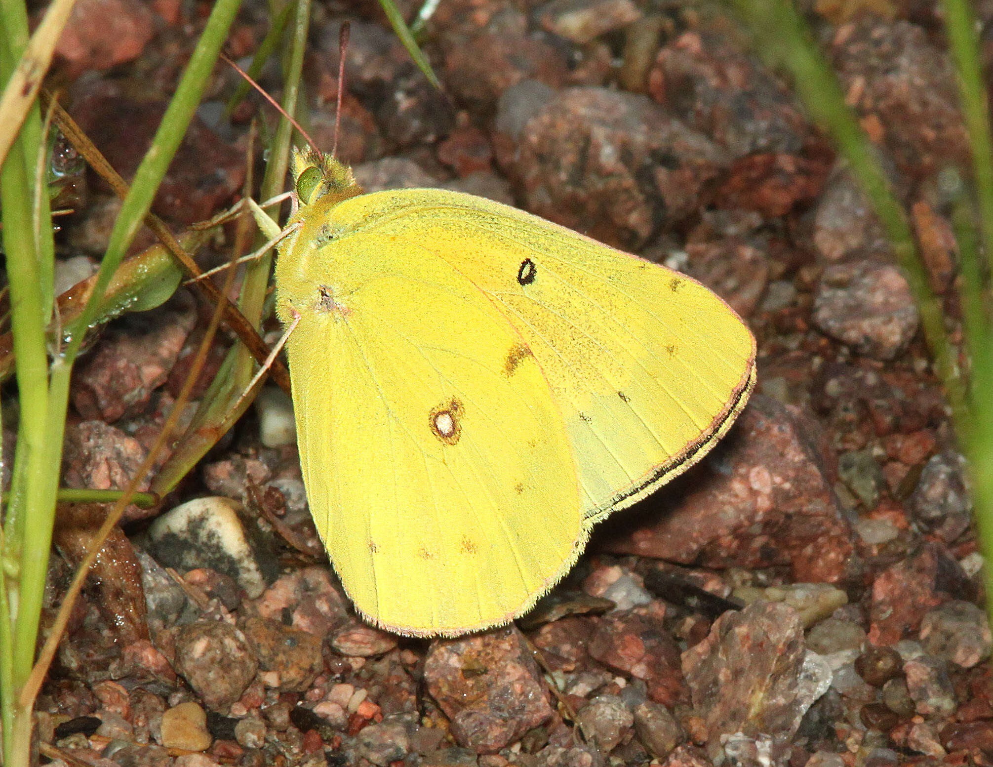 Image of Orange Sulphur