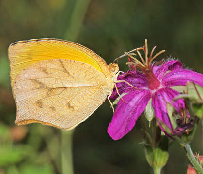 Imagem de Geranium