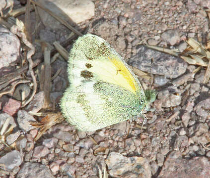 Image of Dainty Sulphur