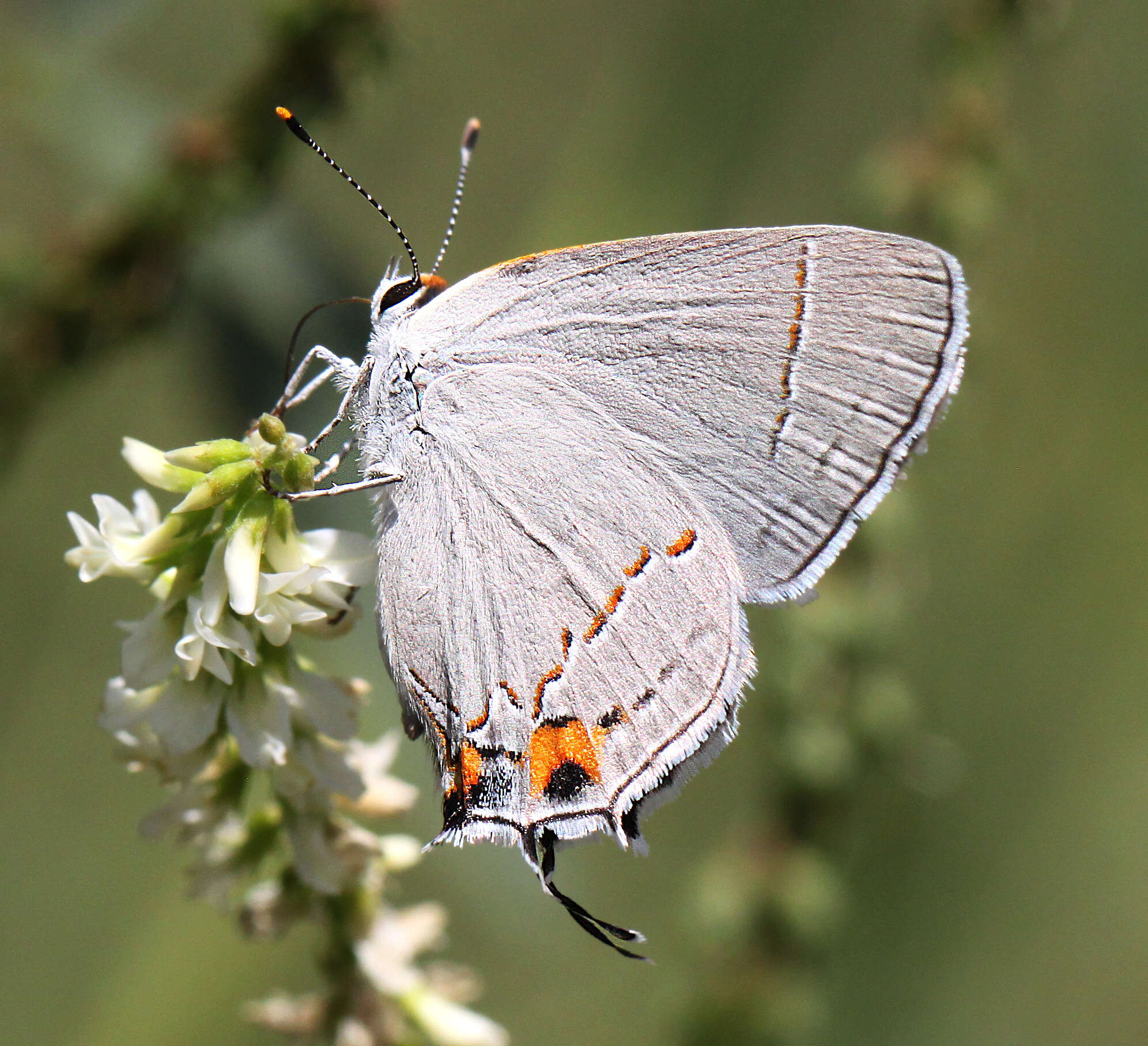 Image of Gray Hairstreak