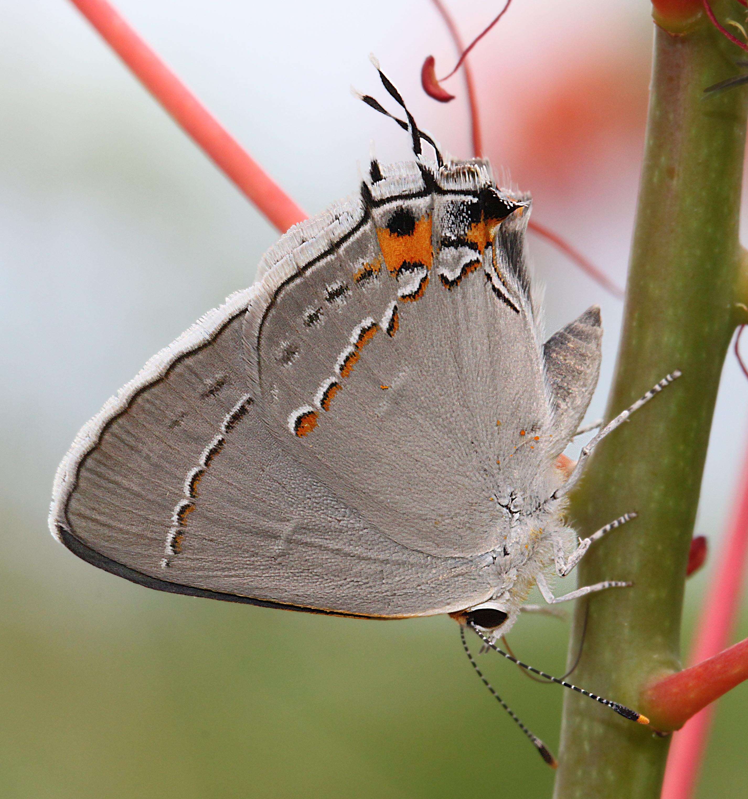 Image of Gray Hairstreak