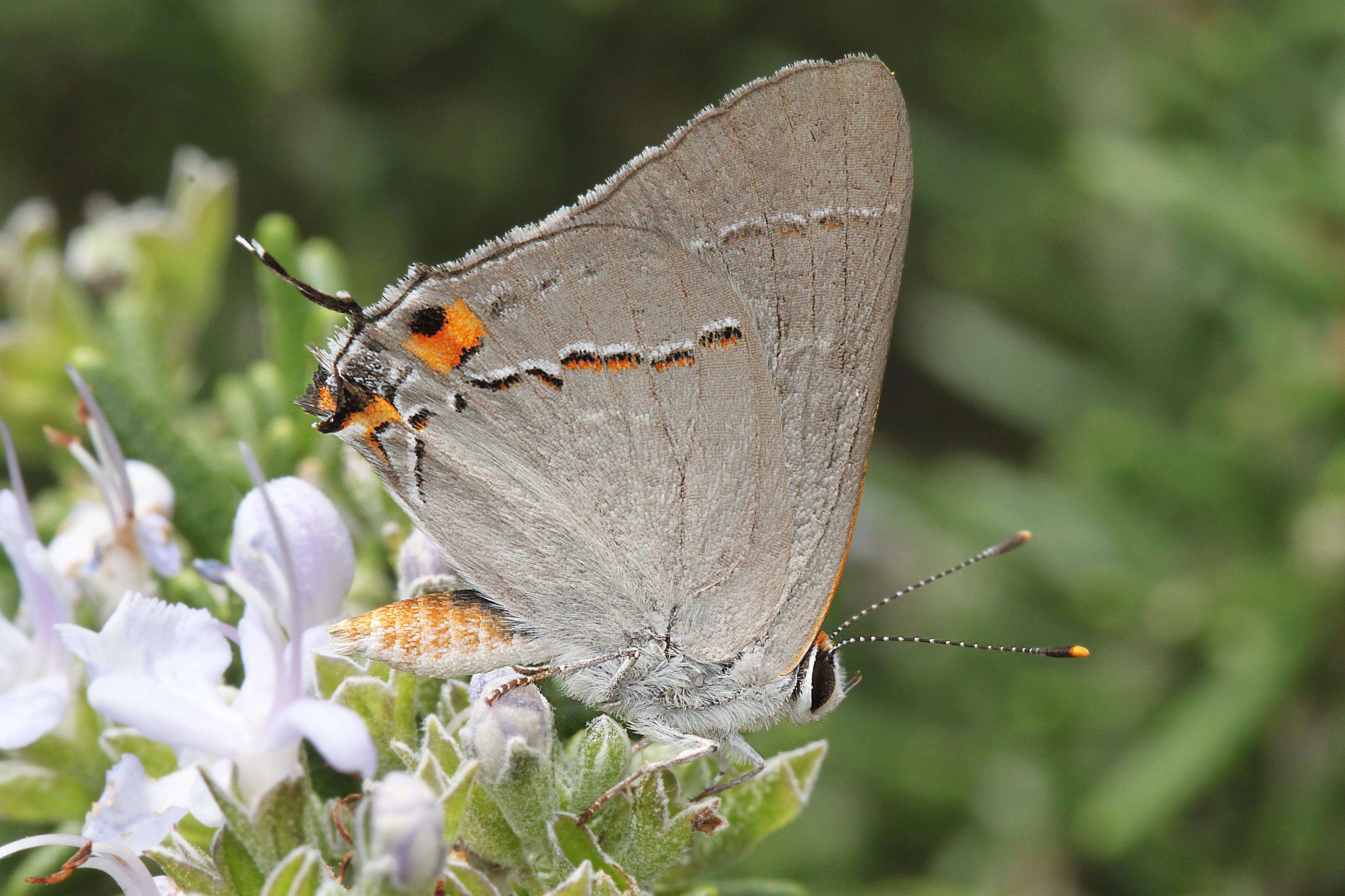 Image of Gray Hairstreak