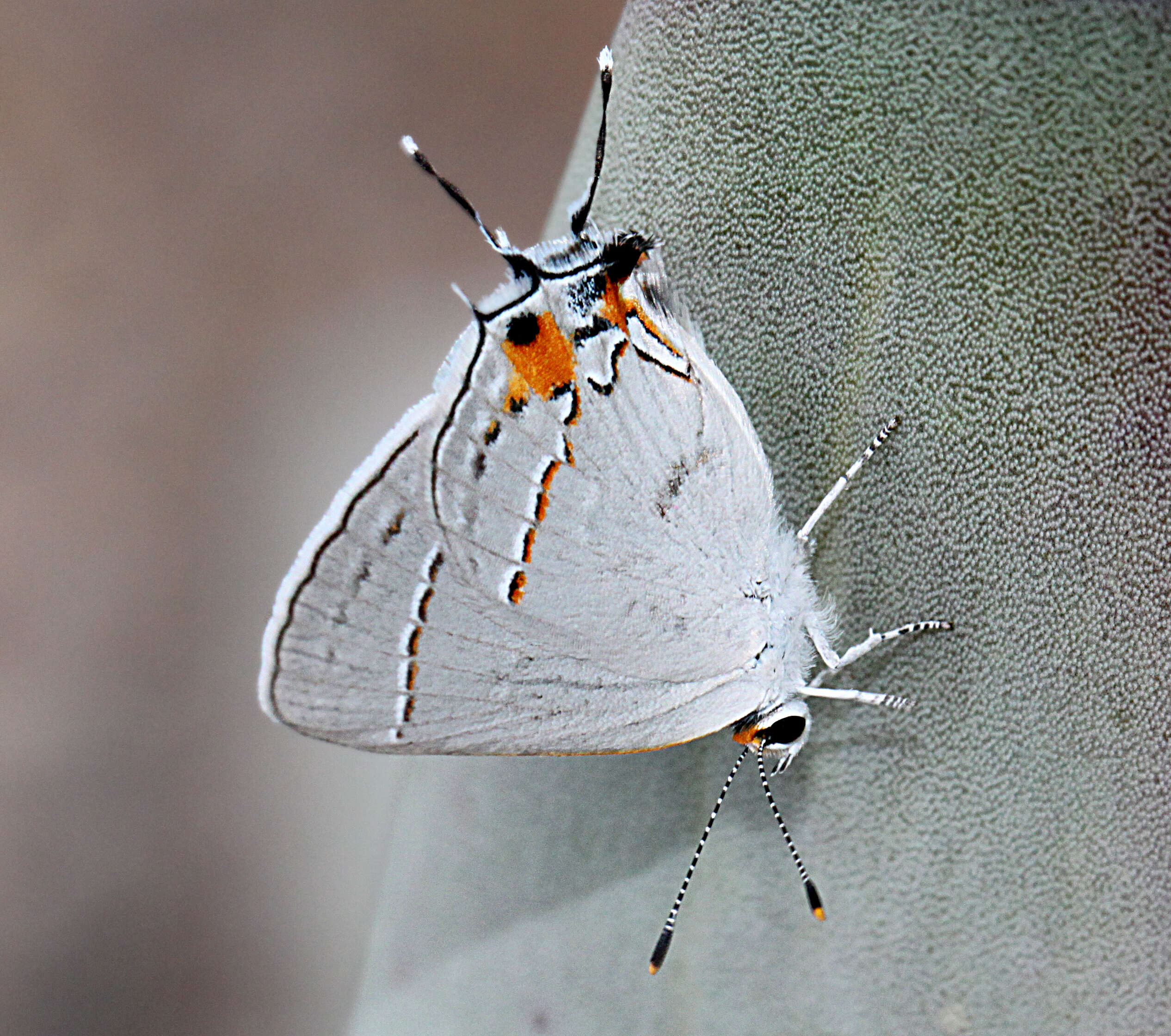 Image of Gray Hairstreak