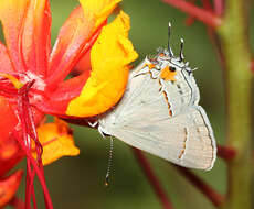 Image of Gray Hairstreak