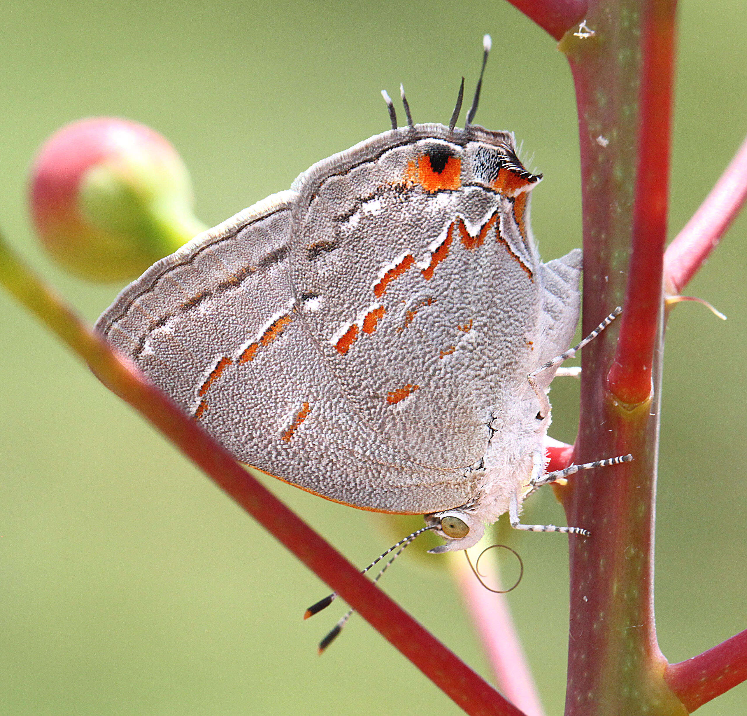 Image of Leda Ministreak