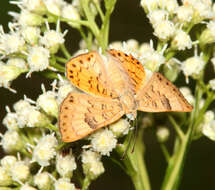 Image of Zela Metalmark